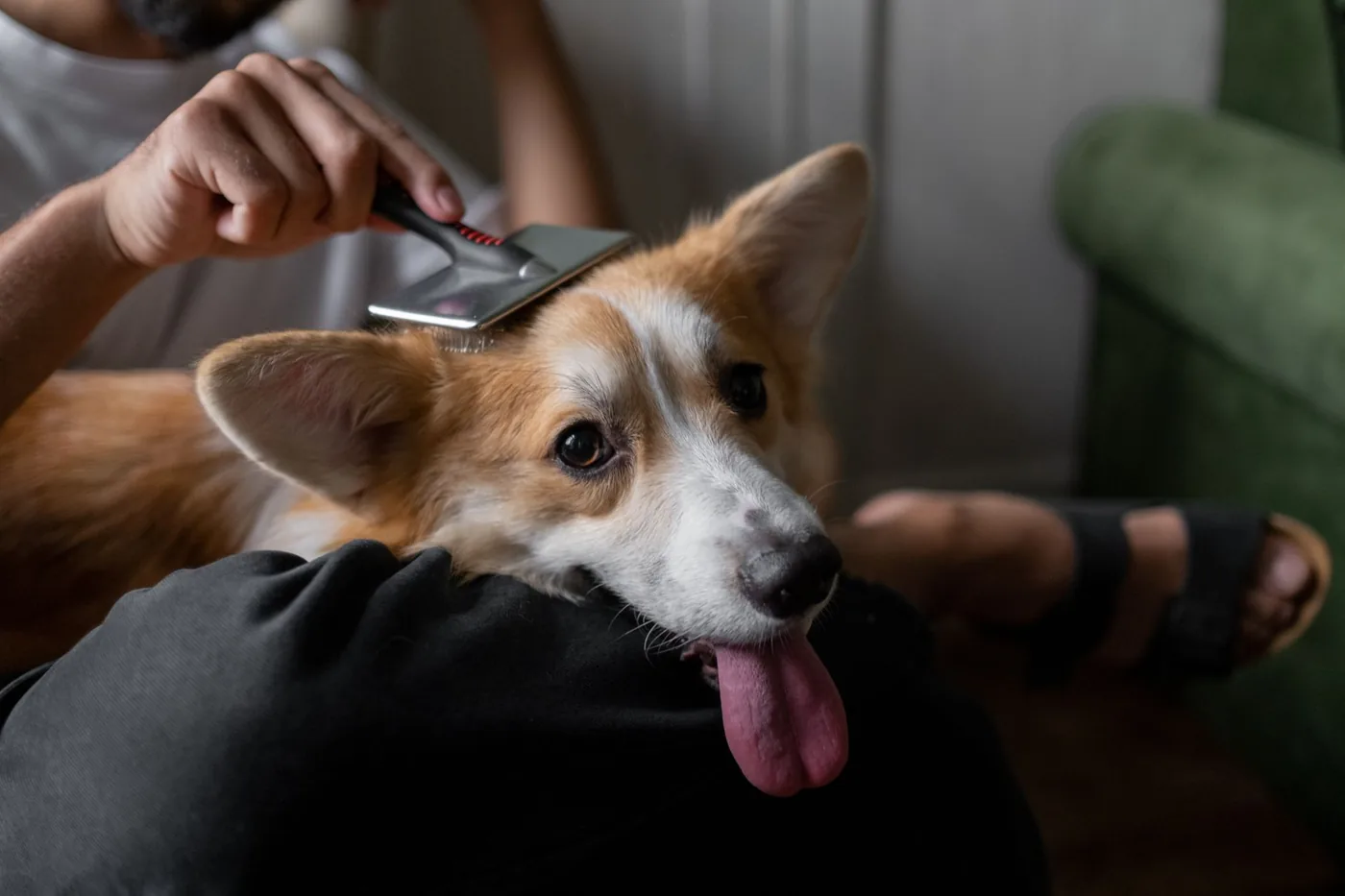muž kartáčuje psa corgi doma