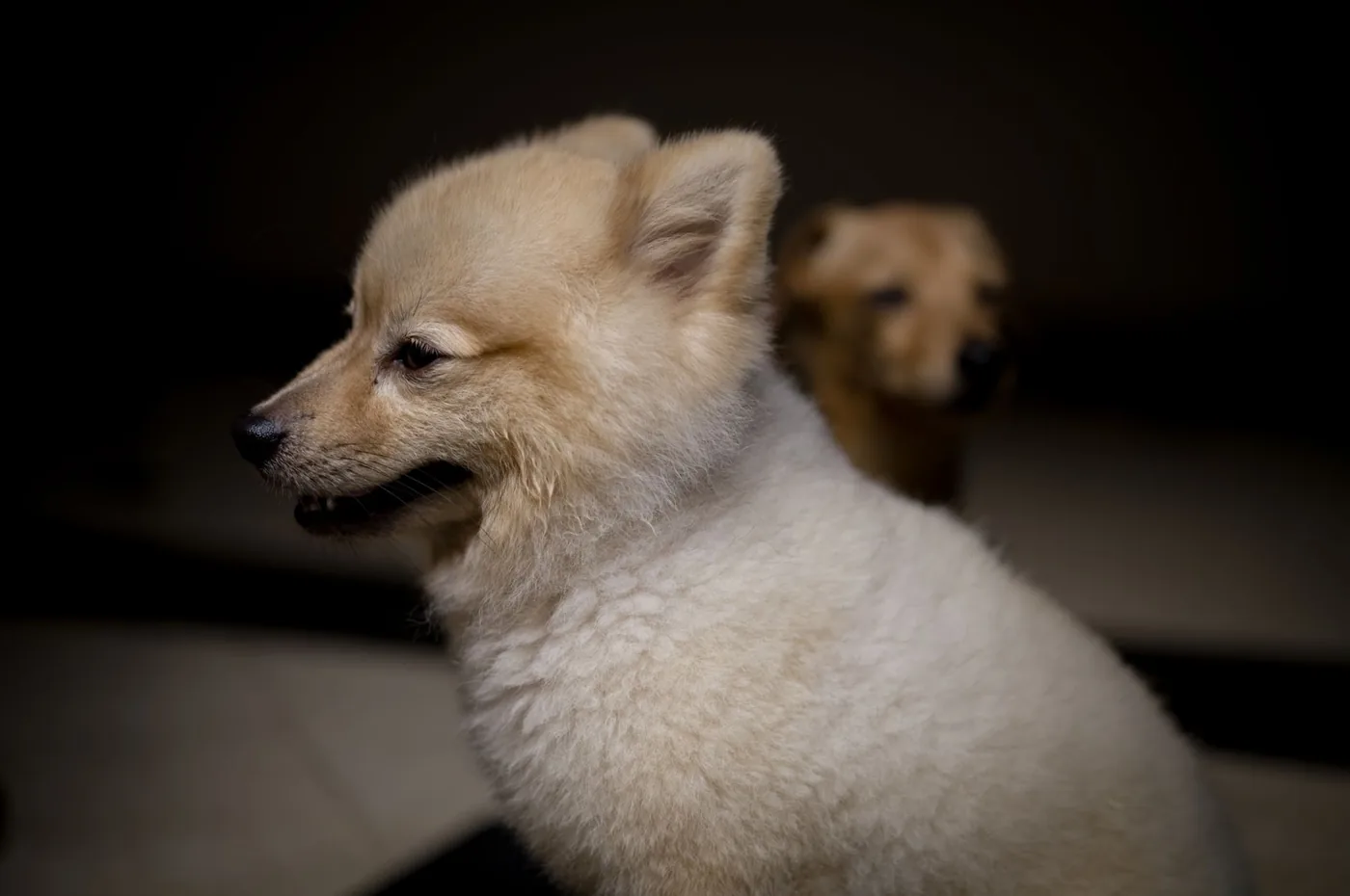 roztomilé štěně pomeranian se dívá do strany