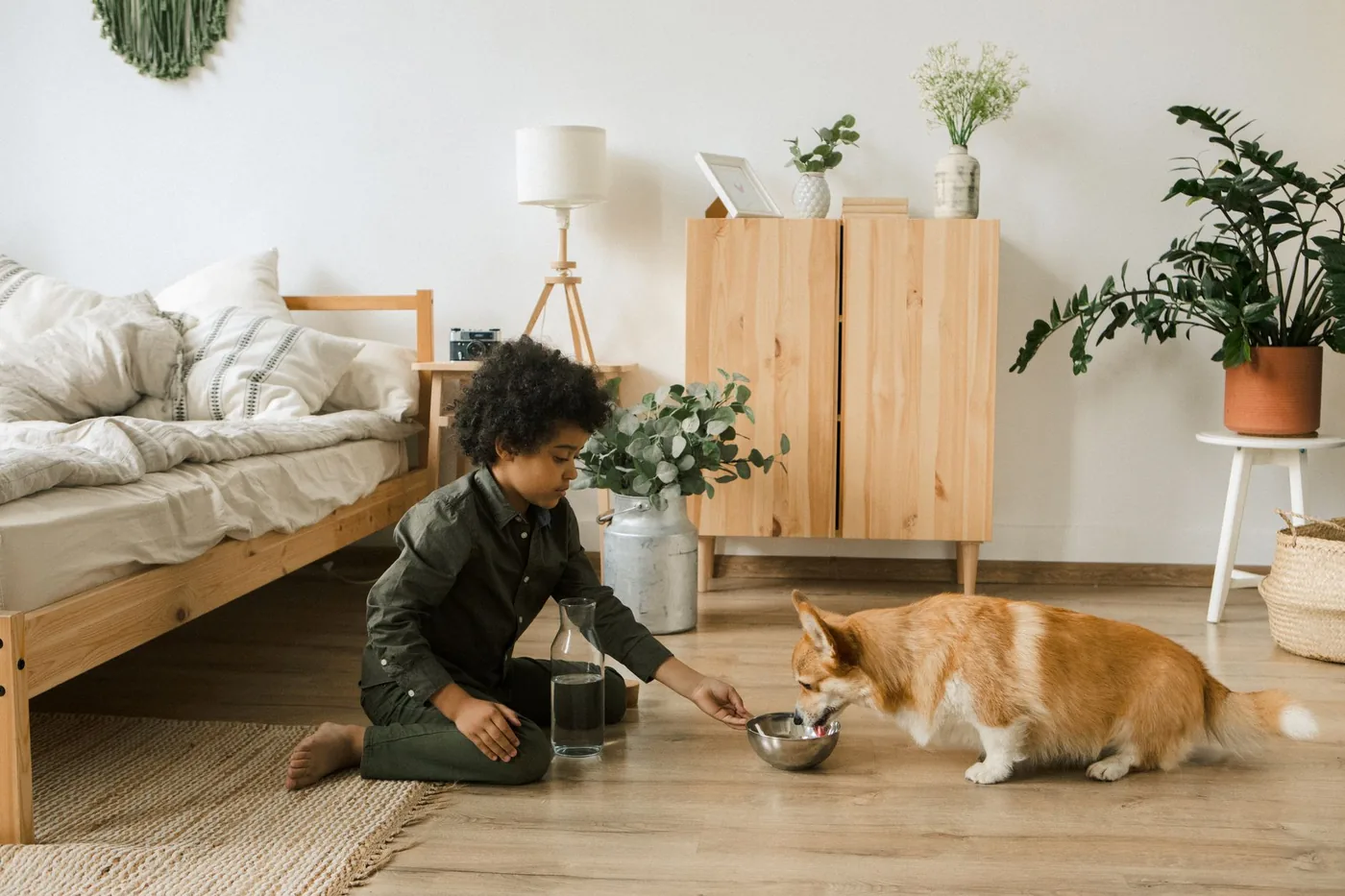 dítě krmí psa corgi vodou v pokoji