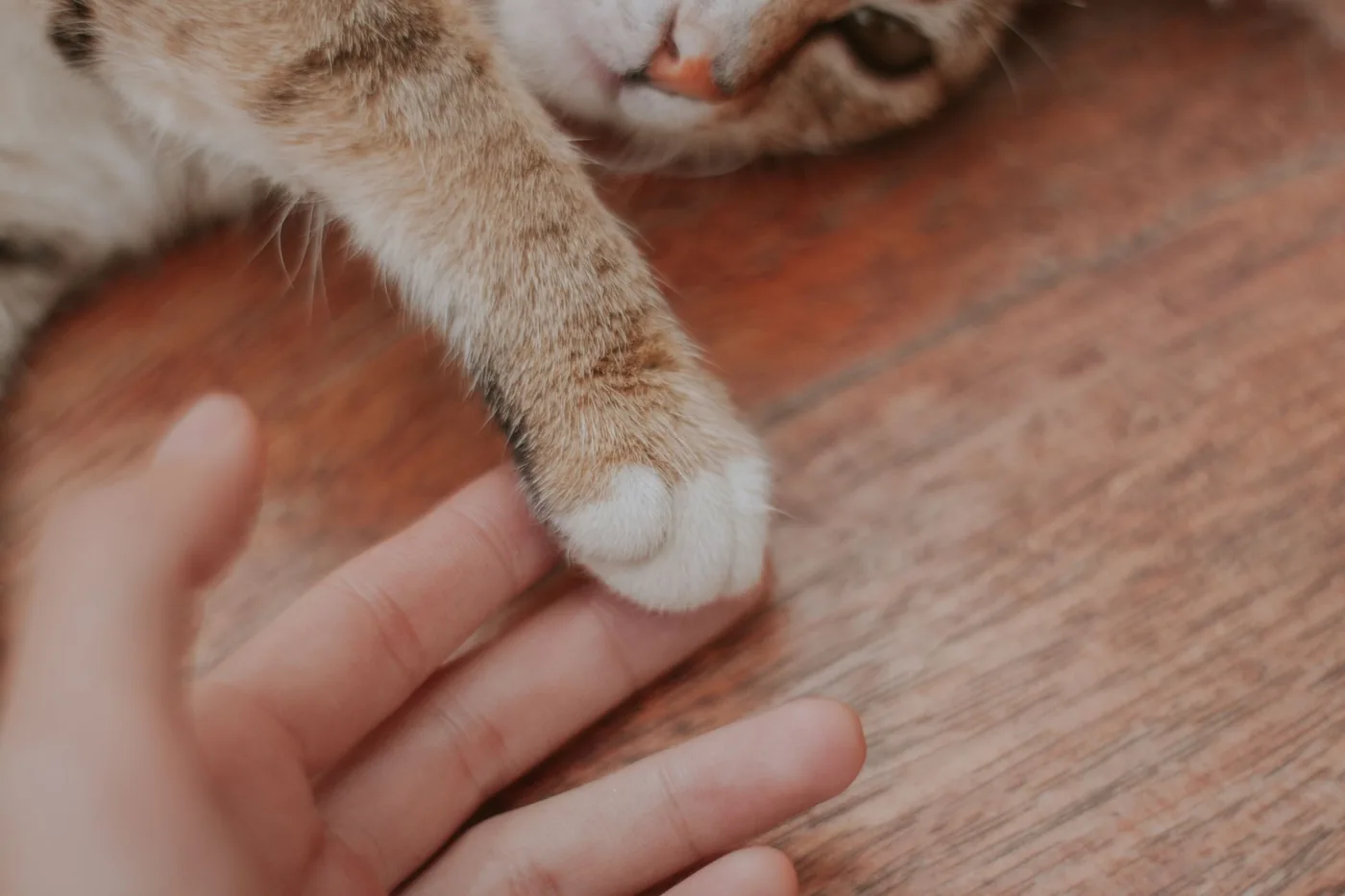 ruka se dotýká kočičí packy na podlaze