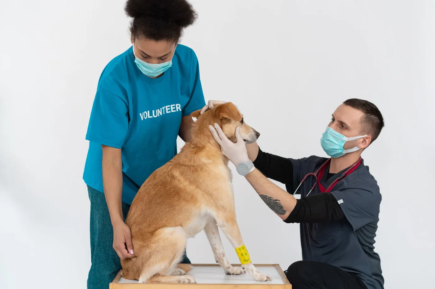 veterinář vyšetřuje psa v ordinaci