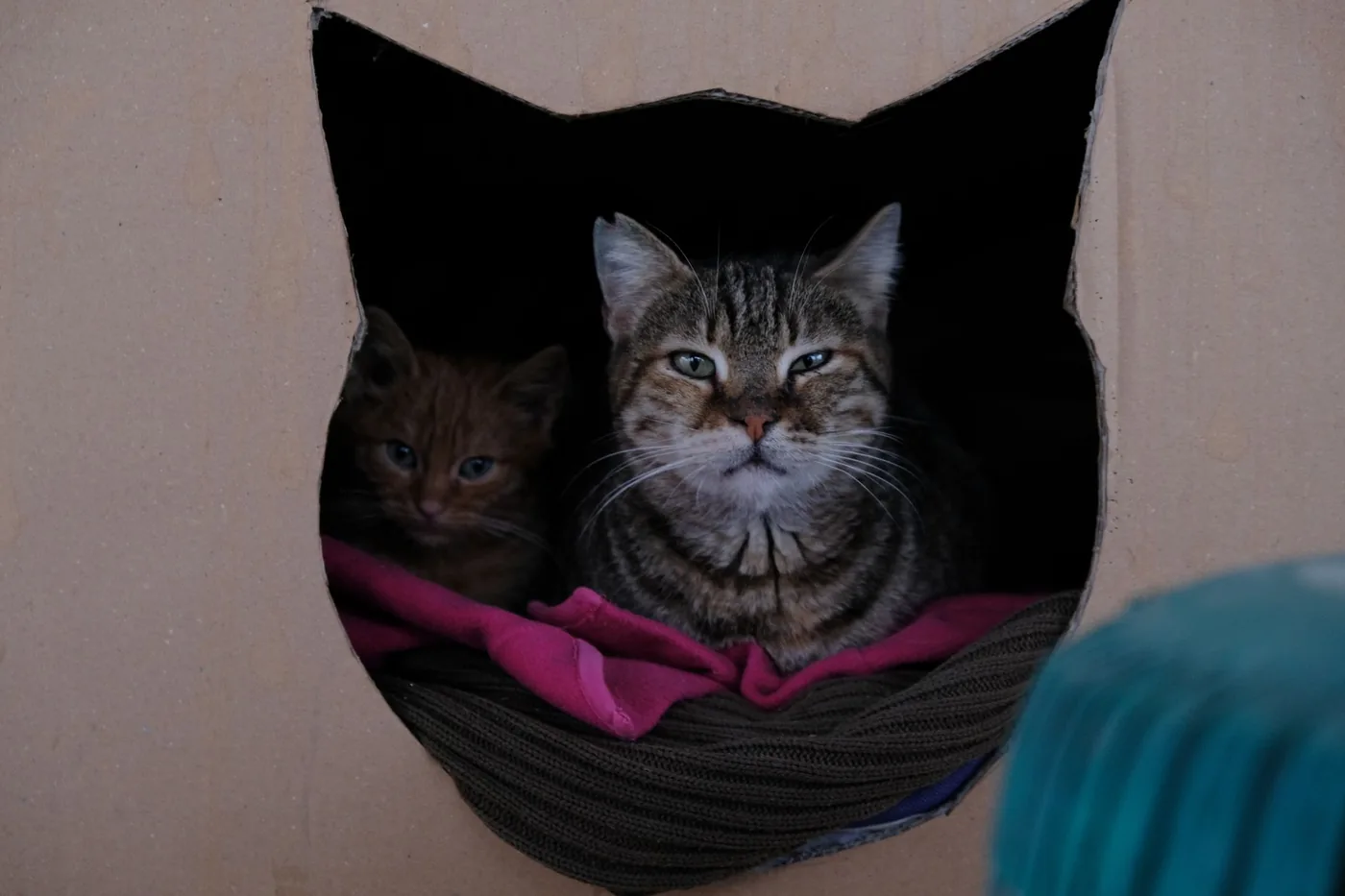 kotě a kočka schoulení v pelíšku